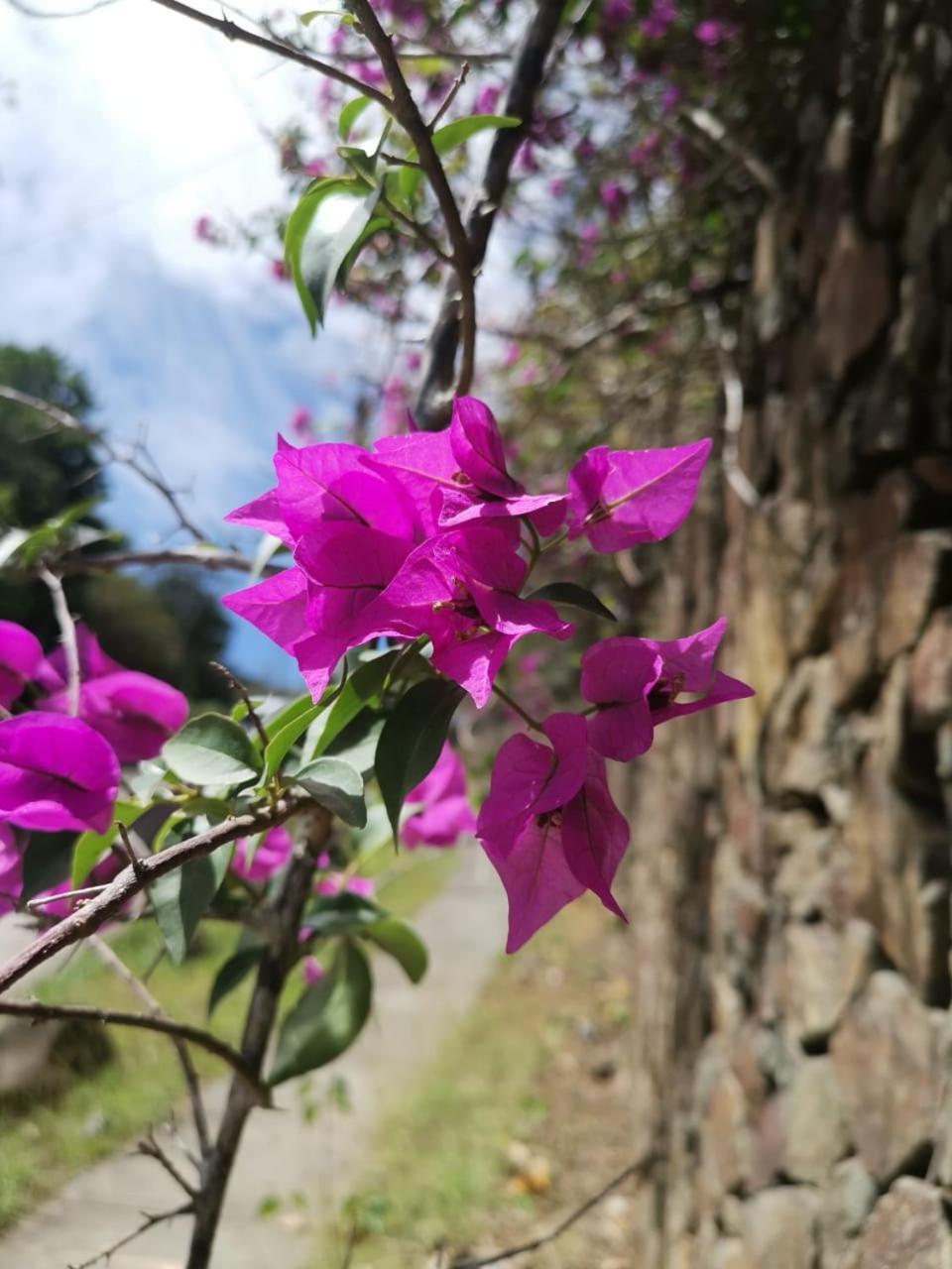 Arenal